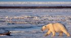 Canada to join Arctic Council climate change study