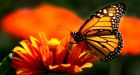 Butterflies make partial comeback in Mexico