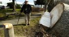 Vandal chops city trees