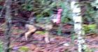 'Wolf-dog' marauding pets on B.C. island