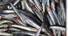 Eat more anchovies to save fish stocks: Scientist