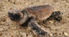 Sea turtles' migration mystery is 'solved'