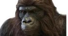 Naked man in gorilla mask assaults Nanaimo jogger