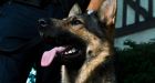 Legal society wants VPD Dog Squad defanged