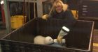 Orphaned polar bear cub rescued from Alaska oil field