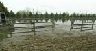 Floodwaters submerge streets in Southeast Quebec