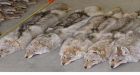 N.S. bounty yields 2,600 coyote pelts