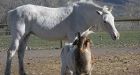 Seeing-eye sheep, goats guide blind horse