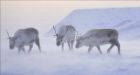 Tests show Arctic reindeer 'see in UV'