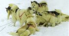 Loose sled dogs raise safety concerns in Iqaluit