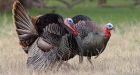 Wild turkeys attacking vehicles in Ont. city