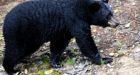 Toddler's Gummi Bears attract real bear; neighbor fires warning shots to save her