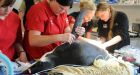 Ill penguin stranded in NZ is offered a lift home