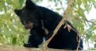 Black bear cub stranded on North Shore