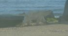 Rampaging polar bear shot in Churchill
