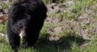 Bear-safety lecture in Yellowstone interrupted by bear