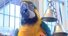 Potty-mouthed parrot needs new home