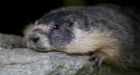 Bad weather delays attempts to revive Vancouver Island marmot population