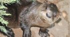 Orphaned baby otters thriving in Edmonton zoo