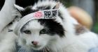 Japan's ageing pets spark elderly care boom