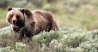 Grizzly mauls teens during Alaska survival course