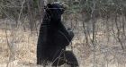 Bear spray mandatory on popular Banff hiking trail