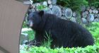 Hot weather spurs increase in bear encounters