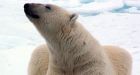 Igloolik hunters attacked by polar bear