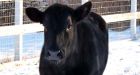 Survivalist cow gets second life for Christmas