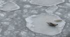 Scientist wants 25% reduction in harp seal quota