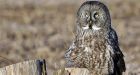 Great grey owl makes rare southern Ontario visit