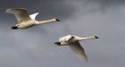 Yukon's winter swan population growing