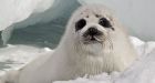 Thinning sea ice killing seal pups, study says