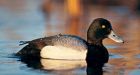 Boreal ducks threatened by climate change