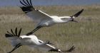 Texas drought threatens N.A. whooping cranes