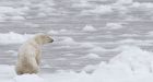 Climate change leaves some Hudson Bay polar bears starving
