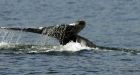 U.S. navy sued over possible sonar impact on whales