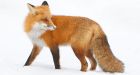 Second case of Labrador fox rabies