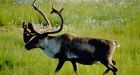 Alberta First Nation outraged at lack of caribou protection