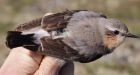 Canadian Arctic songbird traverses the world - winters in Africa.