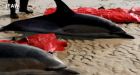 Unexplained dolphin strandings continue on Cape Cod