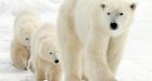 Resolute loses Chinese polar bear hunt