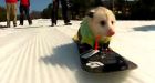 Snowboarding Opossum becomes internet darling