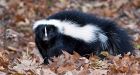 PETA bombs Windsor officials with skunk emails