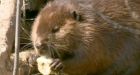 Beaver family takes up residence with Maritime couple