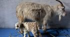 Scientists clone rare Himalayan goat to boost cashmere output