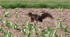 Squirrels eat 10,000 tulips in Windsor, Ont., park