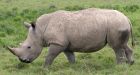 4 rare white rhinos die suddenly in Australian zoo