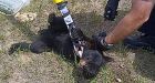 Bear cub tied to pole in Sudbury to be rehabilitated
