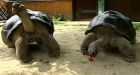 After 115 years together, tortoise couple splits up